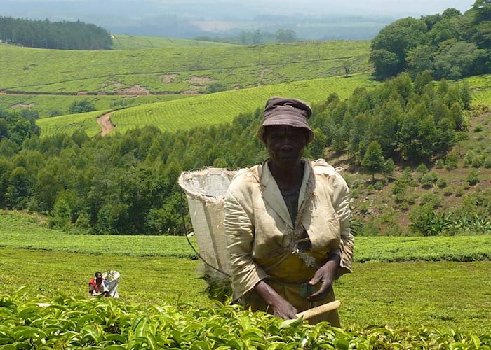 Satemwa tea picker