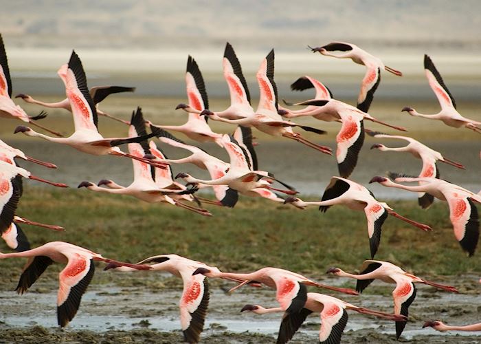 Flamingos, Lake Manyara National Park