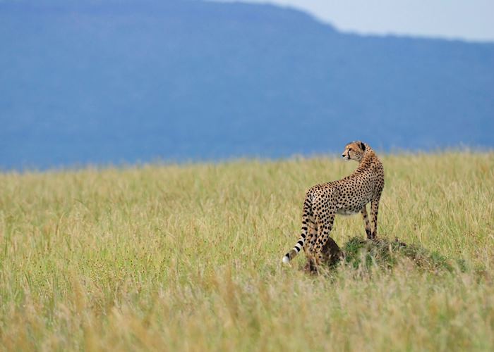 Cheetah in the Serengeti