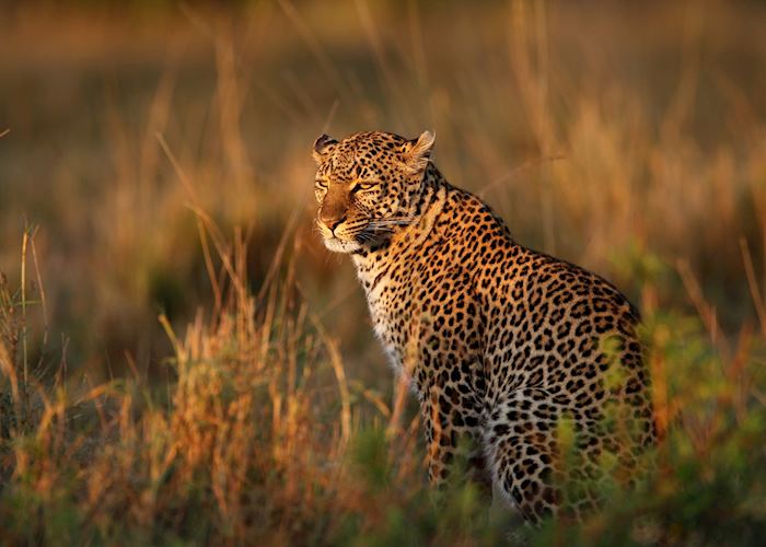 Leopard in the Mara