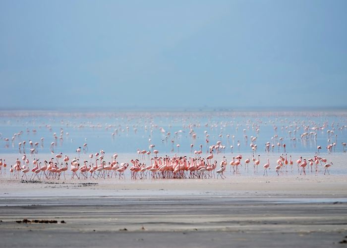 Flamingos on Lake Manyara