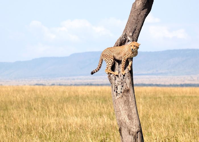 Cheetah in the Mara