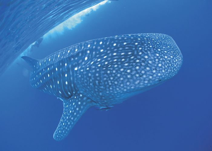 Diver with a whale shark
