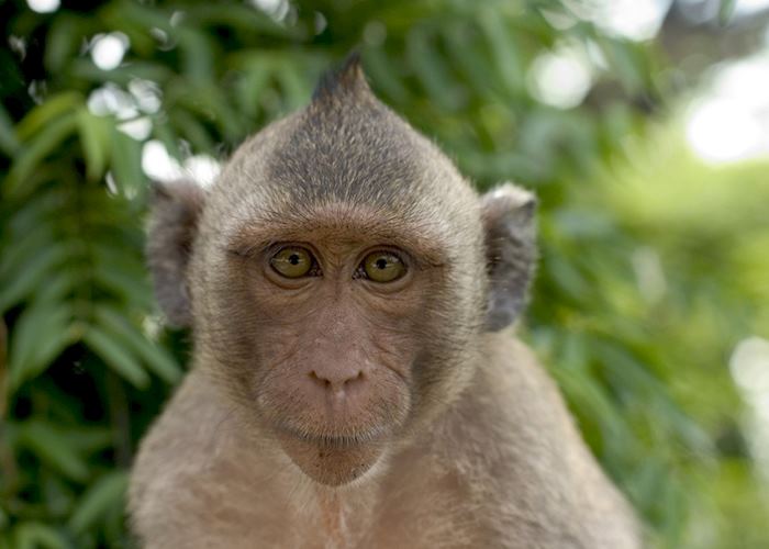 Macaque, Khao Yai National Park