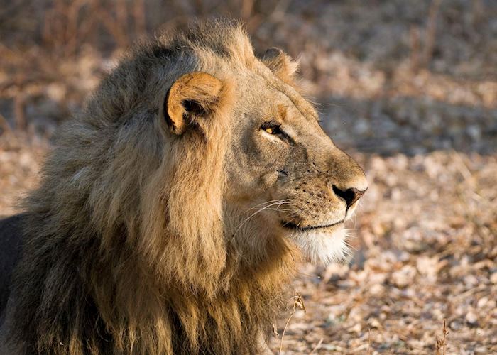 Lion, South Luangwa National Park