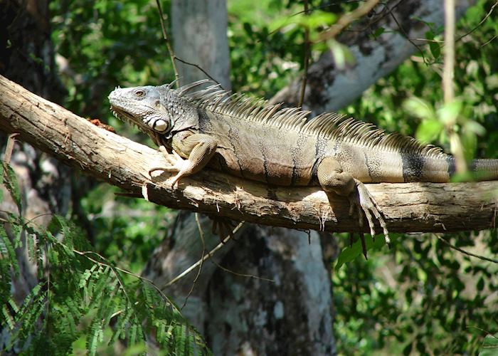 Iguana, Cayo District, Belize