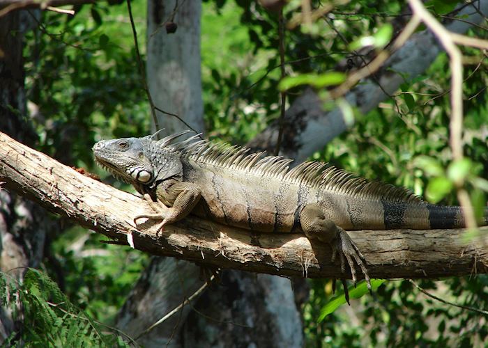 Visit Cayo District & Caracol in Belize | Audley Travel US