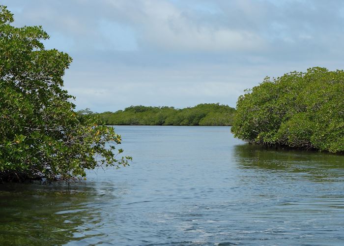 Mangroves, The Atolls, Belize