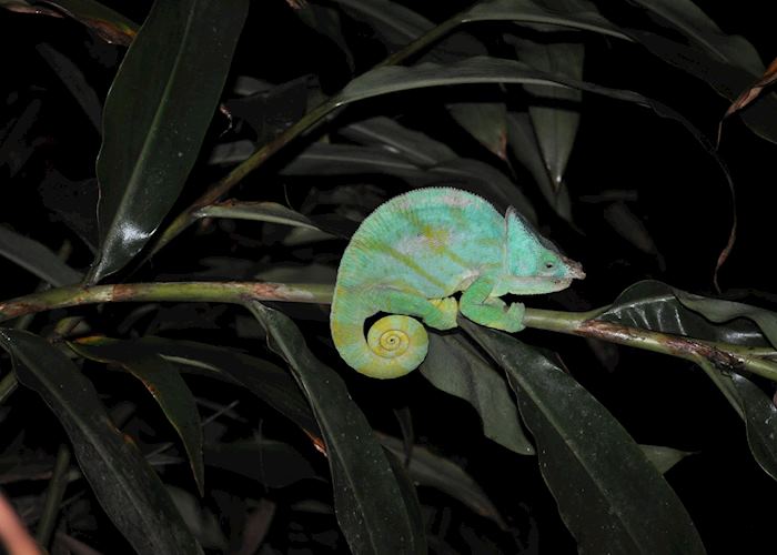 Parson's chameleon