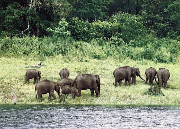 Elephants at Nagarhole National Park
