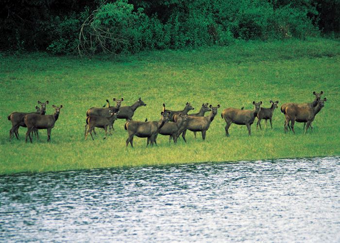 Deer at Nagarhole National Park