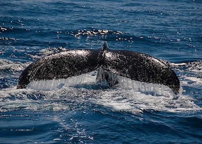 Whale Watching off the Baja Peninsula