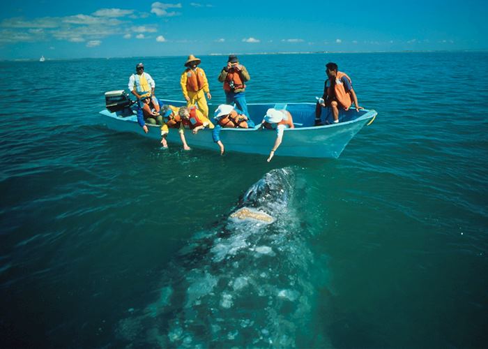 Gray Whale Watching in Baja