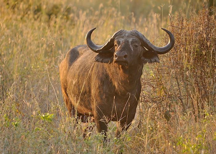 Visit Ruaha National Park in Tanzania | Audley Travel US