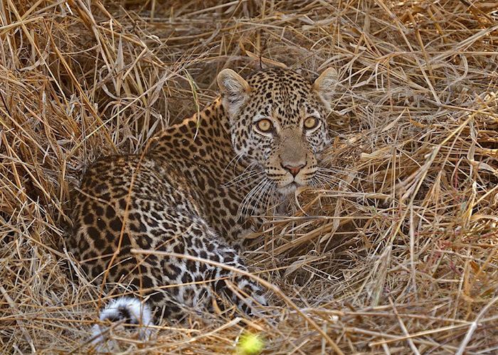 Leopard in the Ruaha National Park