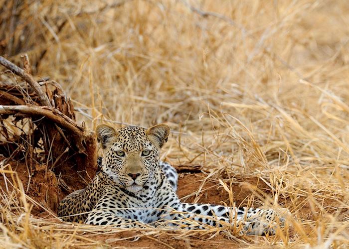 Leopard in the Ruaha National Park