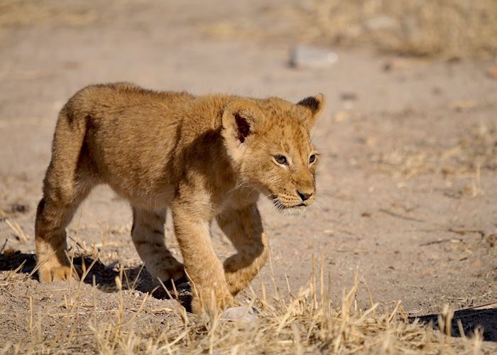 Lion cub in the Ruaha National Park