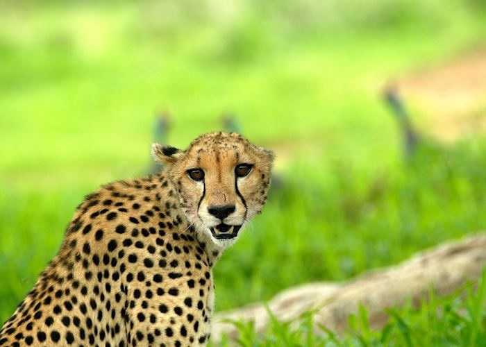 Ruaha National Park, Tanzania