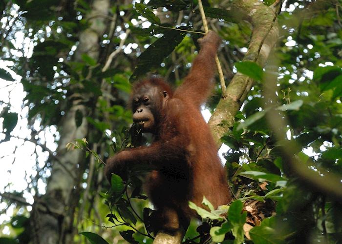 Orangutan, Danum Valley, Malaysian Borneo