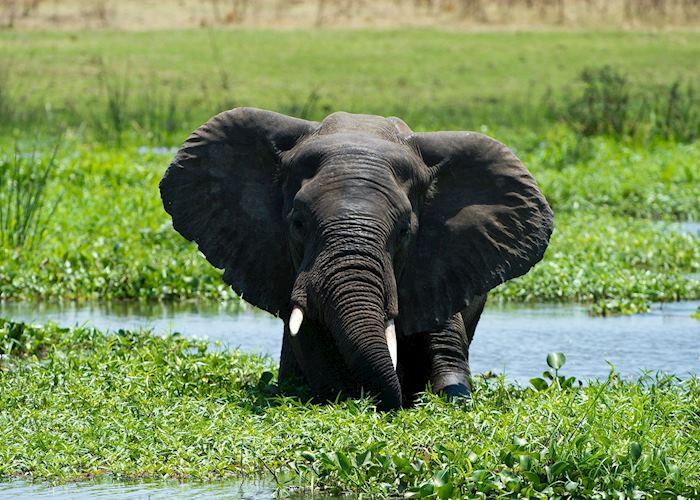 Elephant in Majete Wildlife Reserve