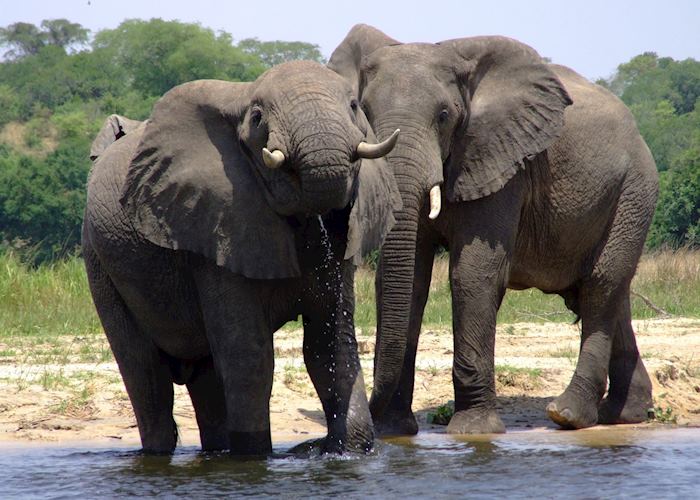 Elephants in Murchison Falls National Park