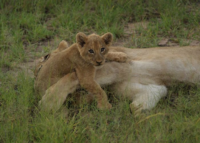 The Sabi Sand Wildtuin, South Africa