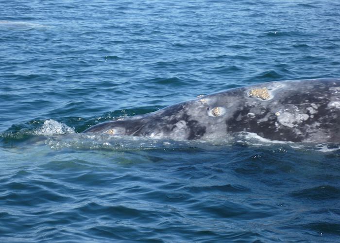 Grey Whale Watching, Baja California