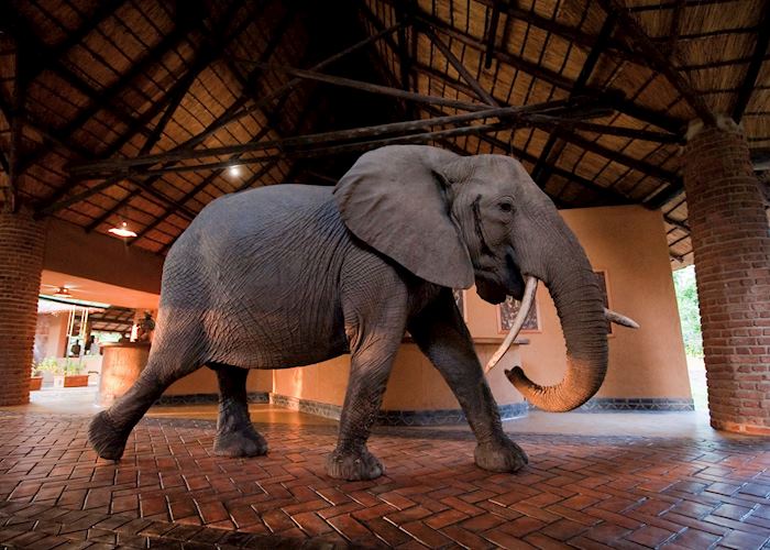 Mfuwe Lodge, South Luangwa National Park