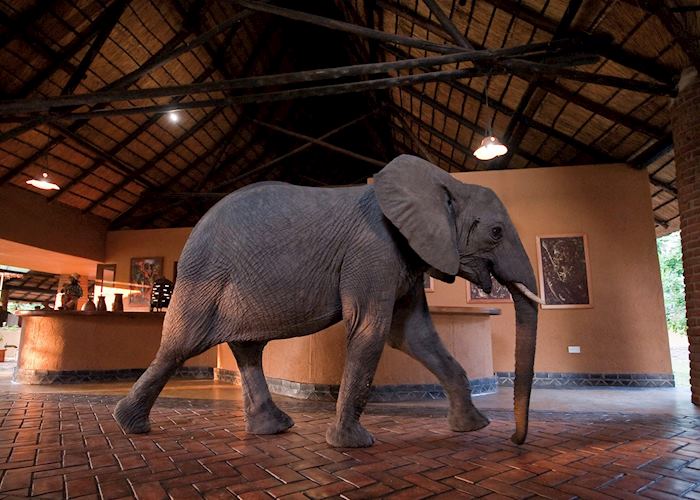 Mfuwe Lodge, South Luangwa National Park