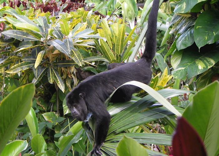 Black Howler Monkey, Lamanai Outpost, Belize
