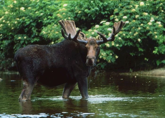 One of Maine's many moose