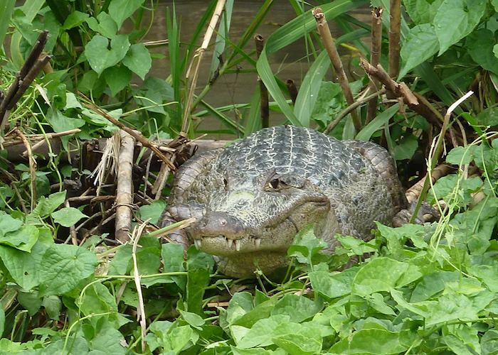 Caiman, Tortuguero National Park, Costa Rica