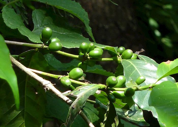 Coffee Tour, Antigua