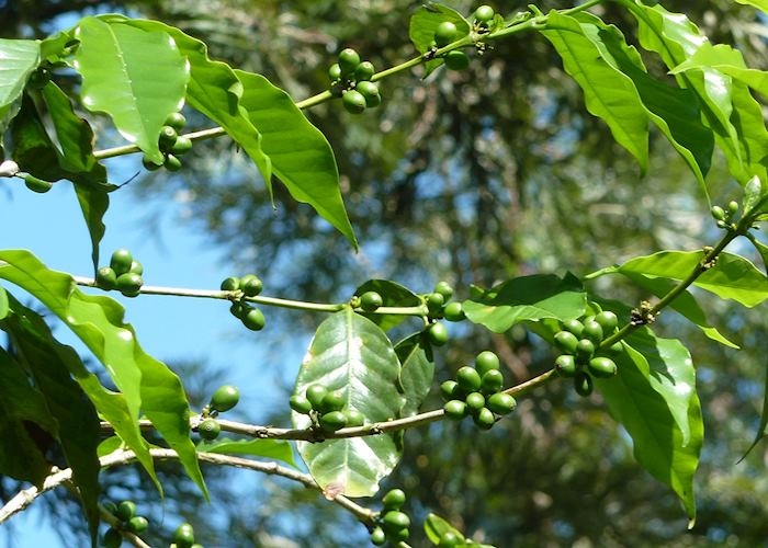 Coffee Tour, Antigua