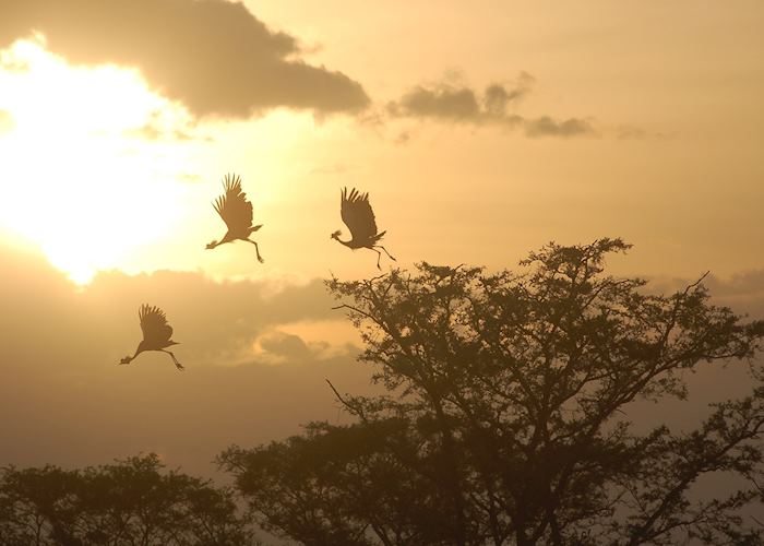 Crowned cranes in flight