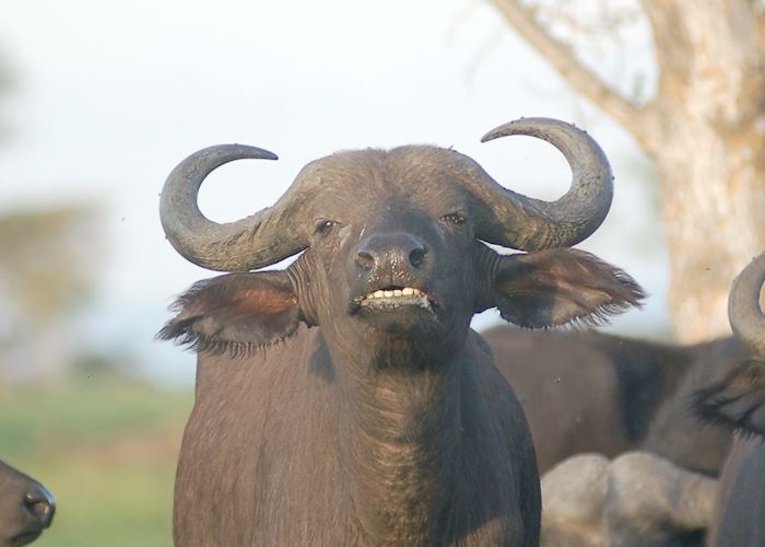 Buffalo, Queen Elizabeth National Park