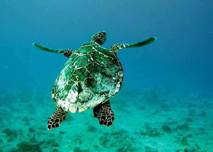Diving and snorkelling, Mafia Archipelago
