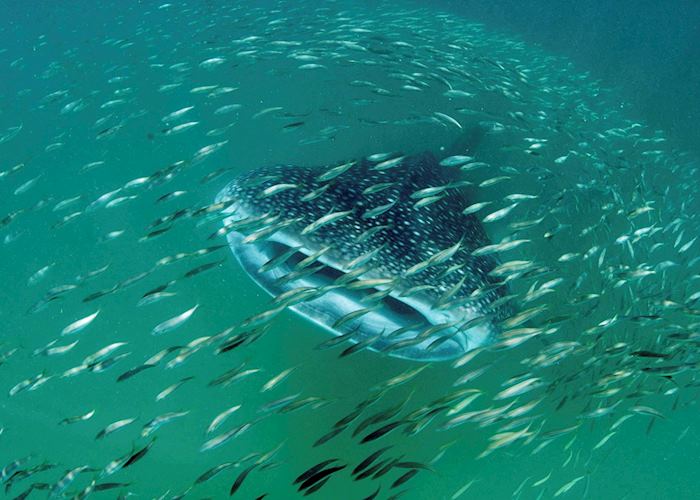 Diving with whale sharks, Mafia Archipelago