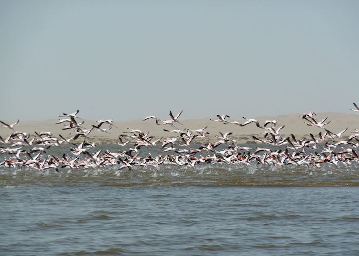 Flamingos Near Sandwich Harbour