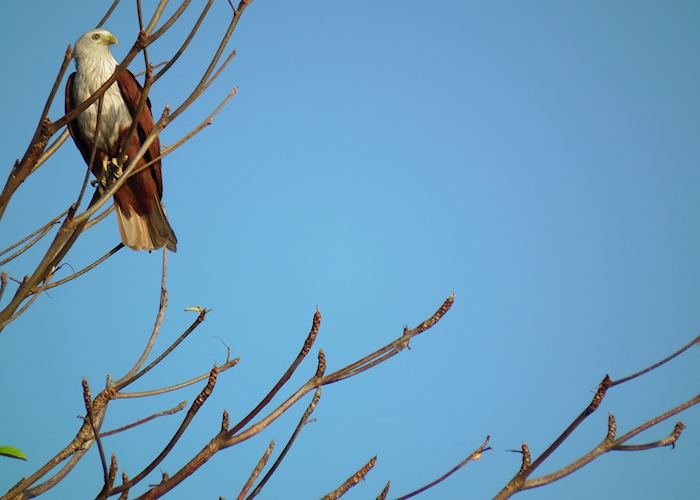 Brahminy kite, Koh Lanta, Thailand