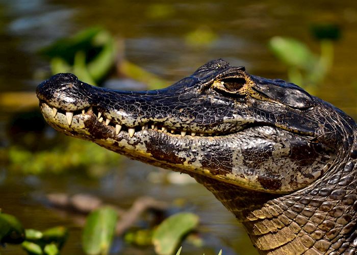 Caiman in the Pantanal