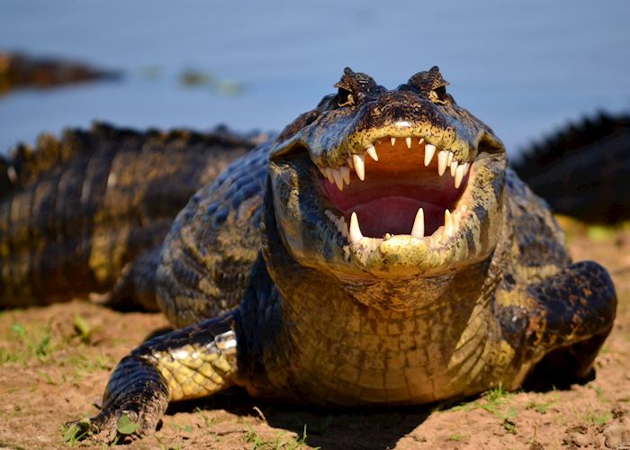 Caiman with mouth open in the Pantanal