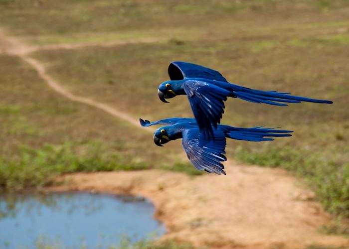 Hyacinth macaws flying in the Pantanal, Brazil