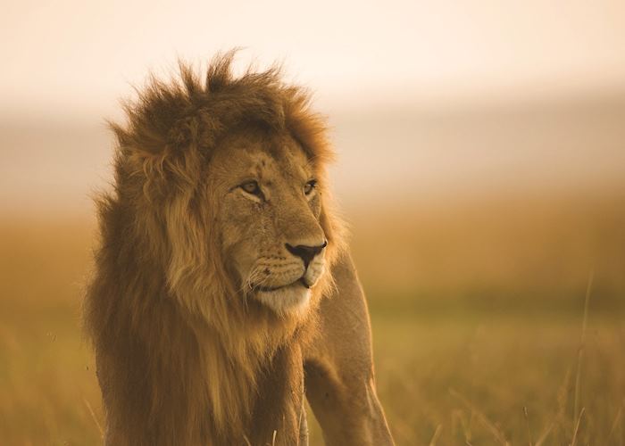 Lion in the Masai Mara, Kenya