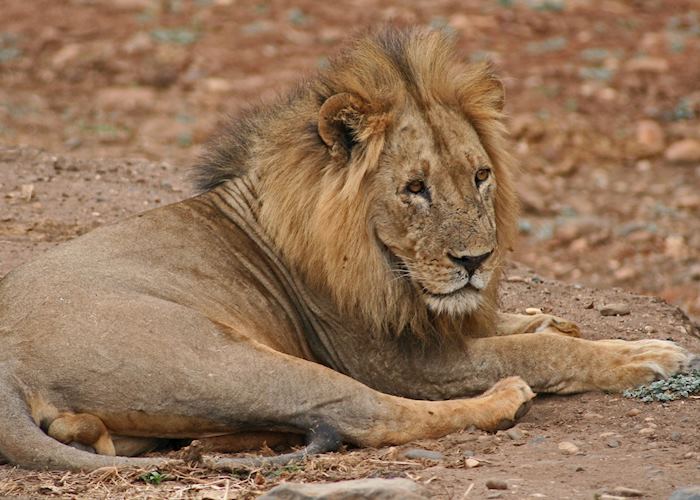 Lion,  Lower Zambezi National Park