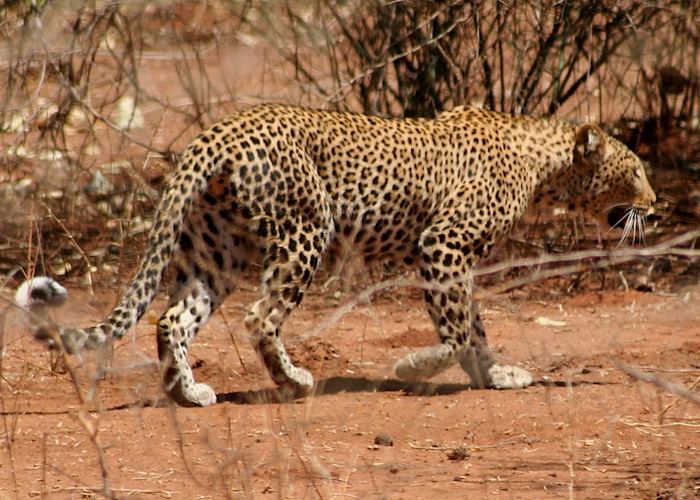 Leopard, Lower Zambezi National Park, Zambia