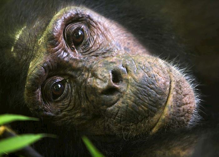 Chimpanzee, Mahale Mountains National Park