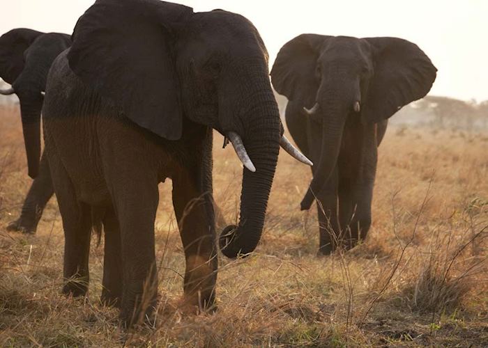 Elephants, Katavi National Park