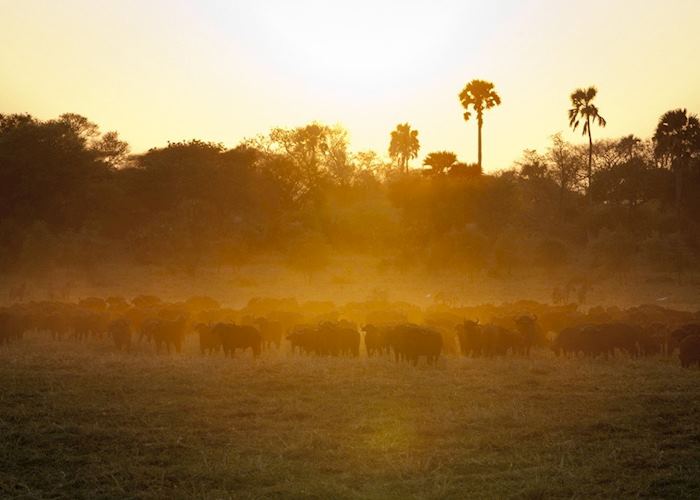 Herd of buffalo in the sunset, Katavi National Park
