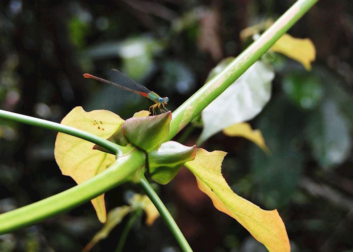 Dragonfly at Abai Jungle Lodge,  Kinabatangan River